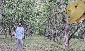 మన్యంలో సిరులు కురిపిస్తున్న బిర్యానీ ఆకులు