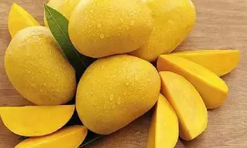 Mango Exports : మామిడి ఎగుమతుల్లో భారత్ ఎందుకు వెనుకబడుతోంది?.. అంబానీ దాన్ని అధిగమిస్తారా ?