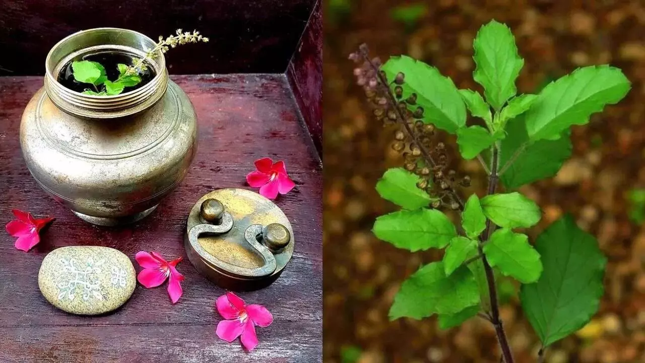 Tulsi Leaves: చనిపోయిన వారి నోటిలో గంగా జలం-తులసి ఆకులు ఎందుకు వేస్తారు? Tulsi Leaves: చనిపోయిన వారి నోటిలో గంగా జలం-తులసి ఆకులు ఎందుకు వేస్తారు?