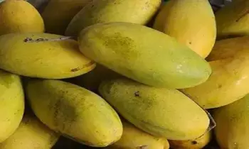 Dasheri Mango : సౌదీ అరేబియాకు మన మామిడి తెగనచ్చిందట.. భారీగా డిమాండ్