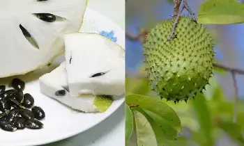 Eliminate Cancer: ఈ పండు తింటే క్యాన్సర్ మాయం Eliminate Cancer: ఈ పండు తింటే క్యాన్సర్ మాయం