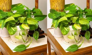 Money Plant : ఇంట్లో మనీ ప్లాంట్..? ఈ తప్పులు అస్సలు చేయొద్దు Money Plant : ఇంట్లో మనీ ప్లాంట్..? ఈ తప్పులు అస్సలు చేయొద్దు