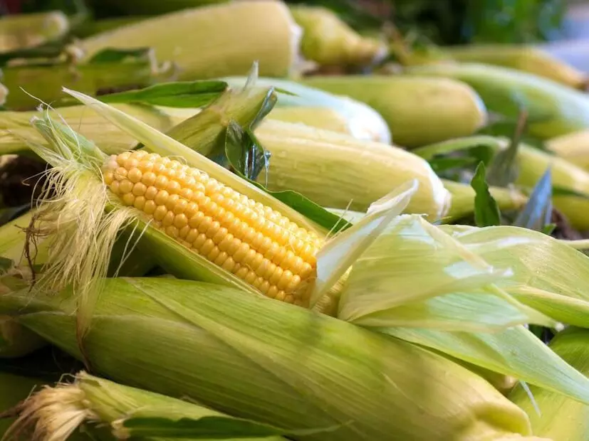Sweet Corn: వర్షాకాలంలో స్వీట్ కార్న్ తినడం మంచిదేనా? Sweet Corn: వర్షాకాలంలో స్వీట్ కార్న్ తినడం మంచిదేనా?