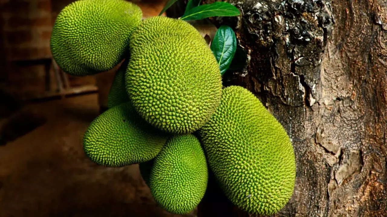 Jackfruits: పనసకాయలు ఏ దేశంలో ఎక్కువగా పండుతుందో తెలుసా? Jackfruits: పనసకాయలు ఏ దేశంలో ఎక్కువగా పండుతుందో తెలుసా?