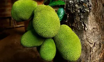 Jackfruits: పనసకాయలు ఏ దేశంలో ఎక్కువగా పండుతుందో  తెలుసా?