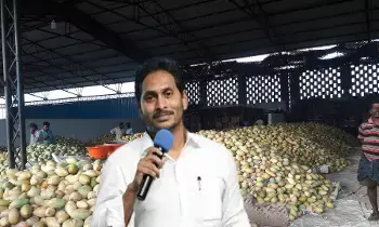 Bangarupalyam mango market : బంగారుపాళ్యెం మామిడి మార్కెట్‌కు వైయస్.జగన్
