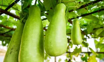 Avoid Bottle Gourd: ఈ ఆరోగ్య సమస్యలు ఉన్నవారు సొరకాయను తినొద్దు.. ఎందుకంటే..?