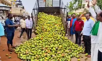 TOTAPURI MONGO : మామిడి కొనుగోళ్లలో ఫలితాలిస్తున్న ప్రభుత్వ చర్యలు