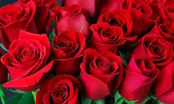 Planting a Rose at Home: ఇంట్లో గులాబీ మొక్కను ఏ వైపు నాటడం శుభప్రదం?