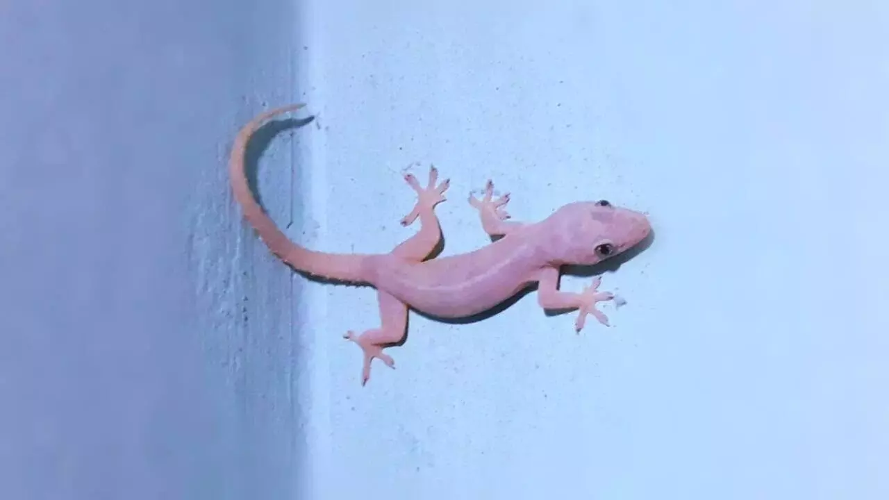 Lizard in God’s Room: దేవుని గదిలో బల్లి కనిపిస్తే ఏమవుతుంది..? మంచిదా చెడ్డదా? Lizard in God’s Room: దేవుని గదిలో బల్లి కనిపిస్తే ఏమవుతుంది..? మంచిదా చెడ్డదా?