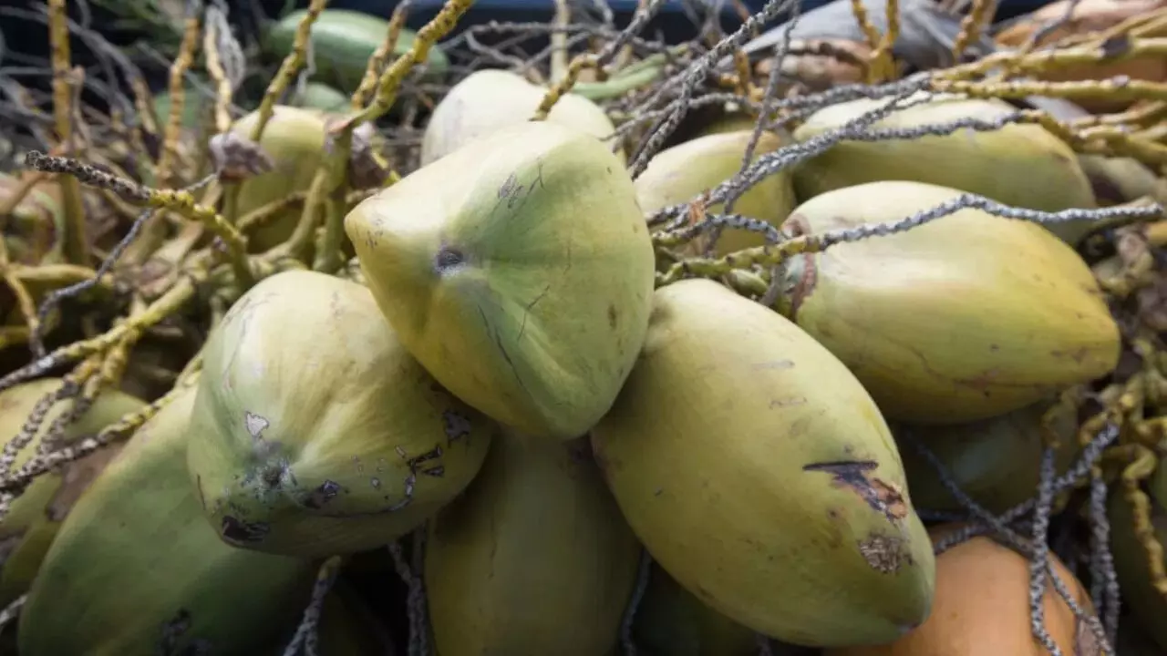Coconut Trees : కొబ్బరి చెట్లు బాగా పెరగాలంటే ఈ చిట్కాలు ఉపయోగించండి Coconut Trees : కొబ్బరి చెట్లు బాగా పెరగాలంటే ఈ చిట్కాలు ఉపయోగించండి