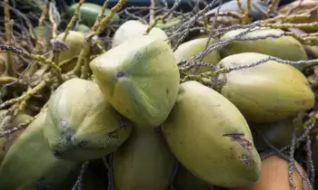 Coconut Trees :  కొబ్బరి చెట్లు బాగా పెరగాలంటే ఈ చిట్కాలు ఉపయోగించండి