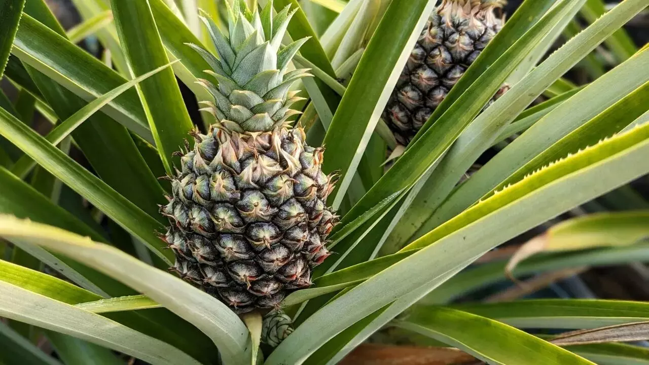 Heal Diseases with Pineapple: పైనాపిల్తో వ్యాధులు నయం.. క్యాన్సర్కు చెక్.. Heal Diseases with Pineapple: పైనాపిల్తో వ్యాధులు నయం.. క్యాన్సర్కు చెక్..