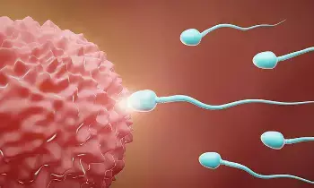 Increase Sperm Count Naturally: స్పెర్మ్ కౌంట్ పెంచుకోవడానికి ఏం చేయాలంటే?