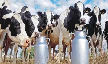 India US Trade Deal : మన పాలు, పెరుగు అమెరికాకు ఇస్తే.. లక్ష కోట్లు నష్టమట.. అది ఎలా ?