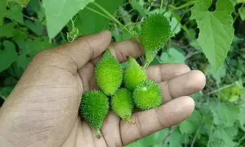 Benefits from Boda Kakara: పోషకాల గని.. బోడ కాకరతో ఇన్ని ప్రయోజనాలా.? Benefits from Boda Kakara: పోషకాల గని.. బోడ కాకరతో ఇన్ని ప్రయోజనాలా.?