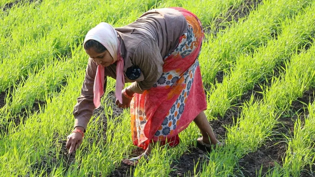 PM DDK Yojana : కోట్లాది మంది రైతుల జీవితాలు మార్చేందుకు కేంద్రం కొత్త పథకం.. దీని వల్ల ఏంటి ఉపయోగం ? PM DDK Yojana : కోట్లాది మంది రైతుల జీవితాలు మార్చేందుకు కేంద్రం కొత్త పథకం.. దీని వల్ల ఏంటి ఉపయోగం ?