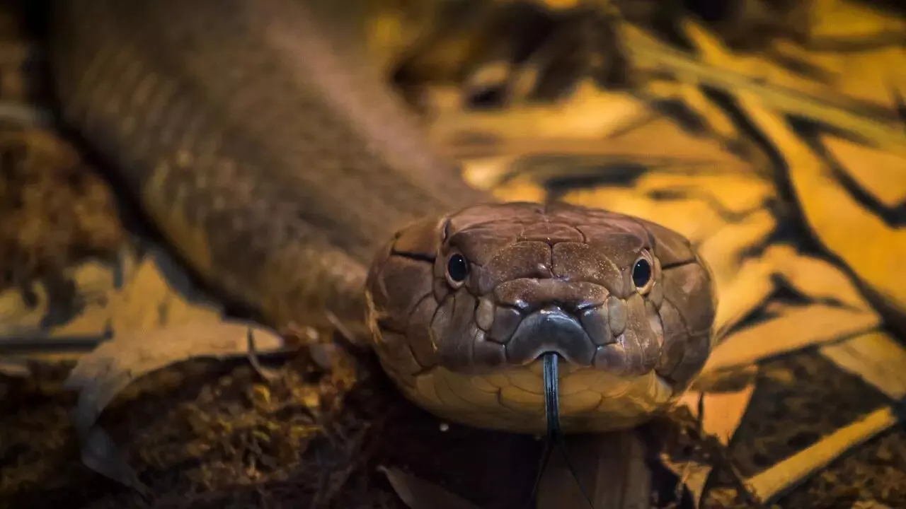 Snake Venom Antidote: పాము కాటుకు విరుగుడు ఎలా తయారు చేస్తారో తెలుసా..? Snake Venom Antidote: పాము కాటుకు విరుగుడు ఎలా తయారు చేస్తారో తెలుసా..?