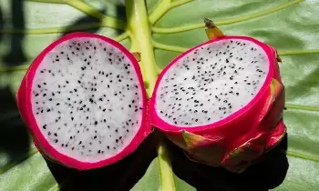 Weight Loss: డ్రాగన్ ఫ్రూట్‌ తింటే బరువు తగ్గుతారా..?