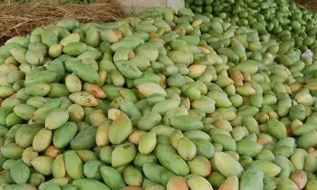 Totapuri Mango : తోతాపూరి మామిడి రైతులకు తీపికబురు Totapuri Mango : తోతాపూరి మామిడి రైతులకు తీపికబురు