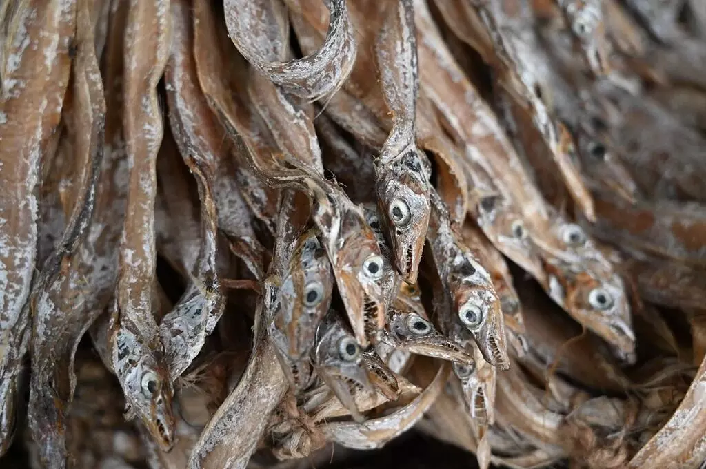 Eating Dry Fish: ఎండు చేపలు తింటే ఆరోగ్యానికి ఎంతో మేలు Eating Dry Fish: ఎండు చేపలు తింటే ఆరోగ్యానికి ఎంతో మేలు