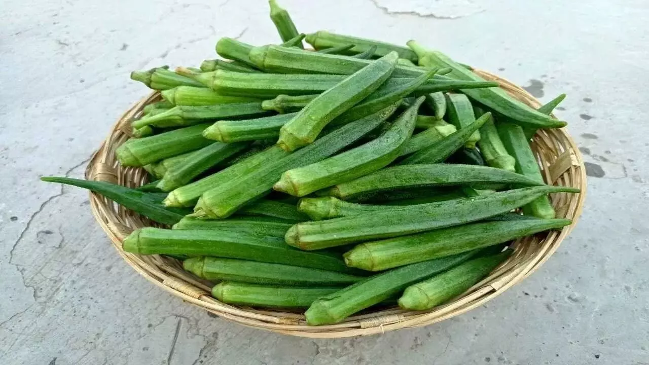 Health Benefits of Eating Okra: బెండకాయ తింటే ఏమవుతుంది.? Health Benefits of Eating Okra: బెండకాయ తింటే ఏమవుతుంది.?