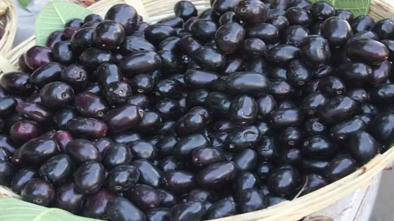 Amazing Benefits of Black Jamun: షుగర్ నుంచి బరువు తగ్గడం వరకు..అల్ల నేరేడు పండ్లతో ఎన్నో అద్భుత లాభాలు..! Amazing Benefits of Black Jamun: షుగర్ నుంచి బరువు తగ్గడం వరకు..అల్ల నేరేడు పండ్లతో ఎన్నో అద్భుత లాభాలు..!