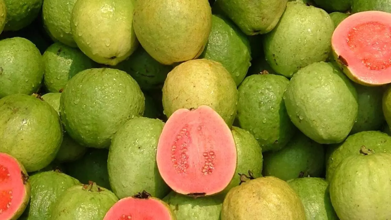 From Heart Health to Weight Loss: గుండె ఆరోగ్యం నుంచి బరువు తగ్గడం వరకు.. జామకాయ తింటే ఎన్ని లాభాలో తెలుసా.? From Heart Health to Weight Loss: గుండె ఆరోగ్యం నుంచి బరువు తగ్గడం వరకు.. జామకాయ తింటే ఎన్ని లాభాలో తెలుసా.?