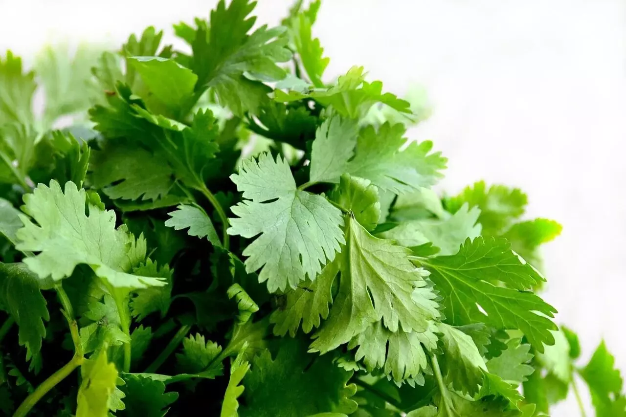 Coriander: గుండెకు మేలు చేసే కొత్తిమీర Coriander: గుండెకు మేలు చేసే కొత్తిమీర