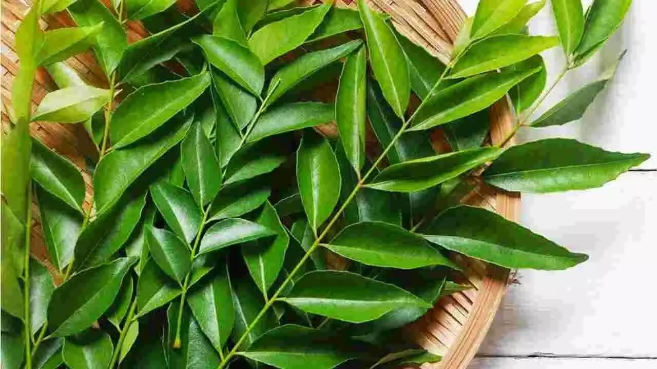 Curry Leaves: మధుమేహం ఉన్నవారికి కరివేపాకు మేలు Curry Leaves: మధుమేహం ఉన్నవారికి కరివేపాకు మేలు