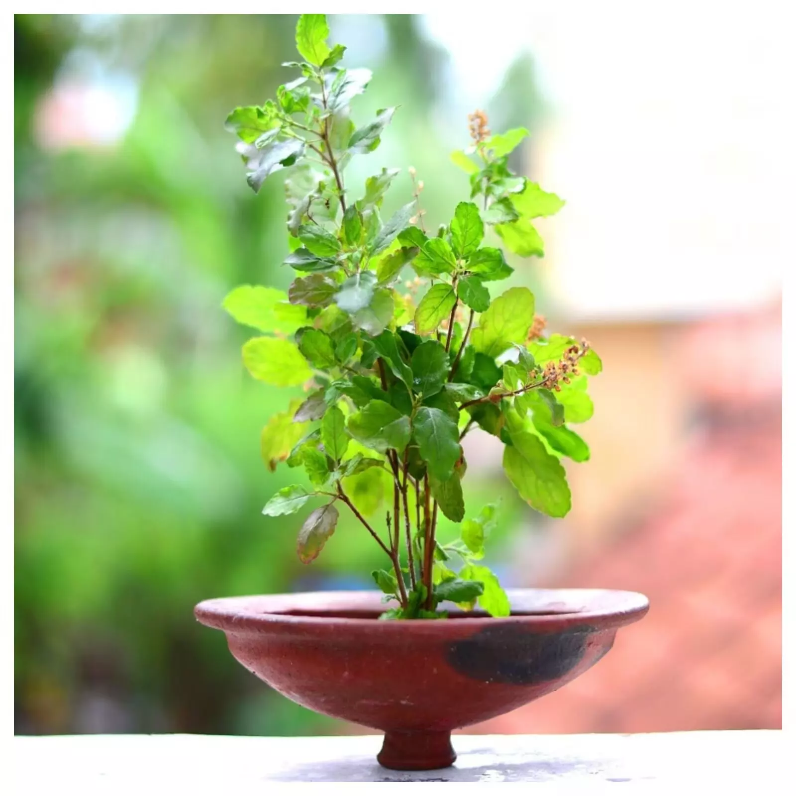 Tulsi Plant: తులసి మొక్కకు నీరు పోయకూడని రోజులు ఏంటీ? Tulsi Plant: తులసి మొక్కకు నీరు పోయకూడని రోజులు ఏంటీ?