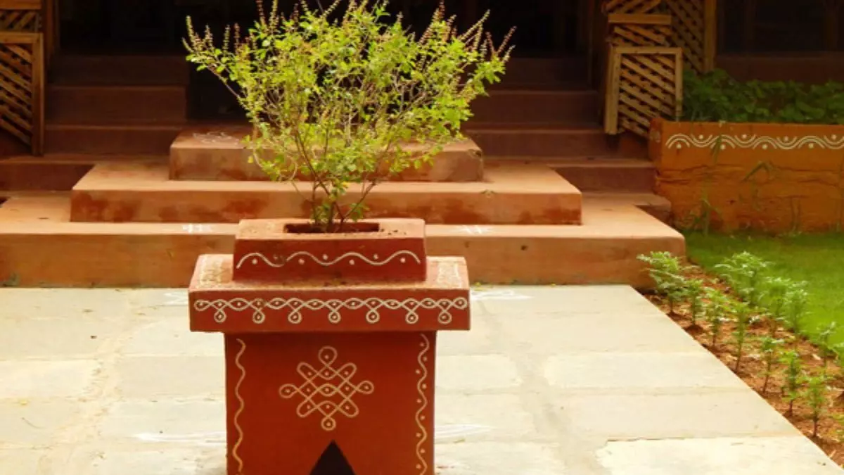 Withering of a Tulsi Plant: తులసి మొక్క వాడిపోవడం దేనికి సంకేతం? Withering of a Tulsi Plant: తులసి మొక్క వాడిపోవడం దేనికి సంకేతం?