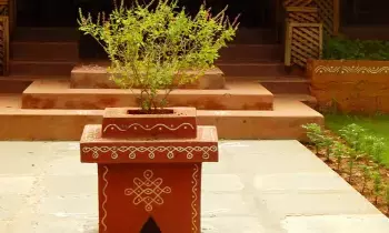 Withering of a Tulsi Plant: తులసి మొక్క వాడిపోవడం దేనికి సంకేతం? Withering of a Tulsi Plant: తులసి మొక్క వాడిపోవడం దేనికి సంకేతం?