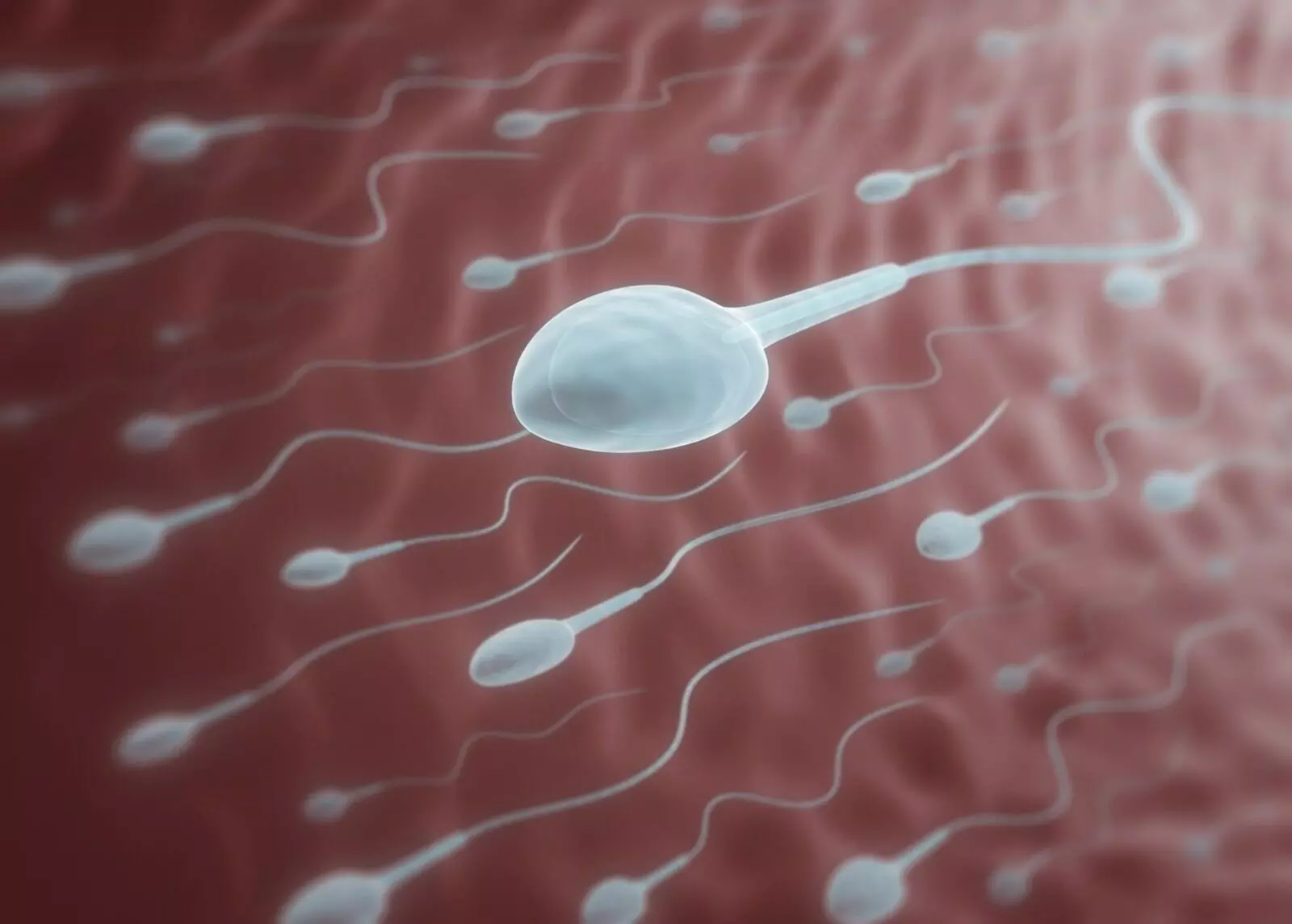 Sperm Count: వీర్య కణాలు త్వరగా పెరగాలంటే ఏం చేయాలి? Sperm Count: వీర్య కణాలు త్వరగా పెరగాలంటే ఏం చేయాలి?