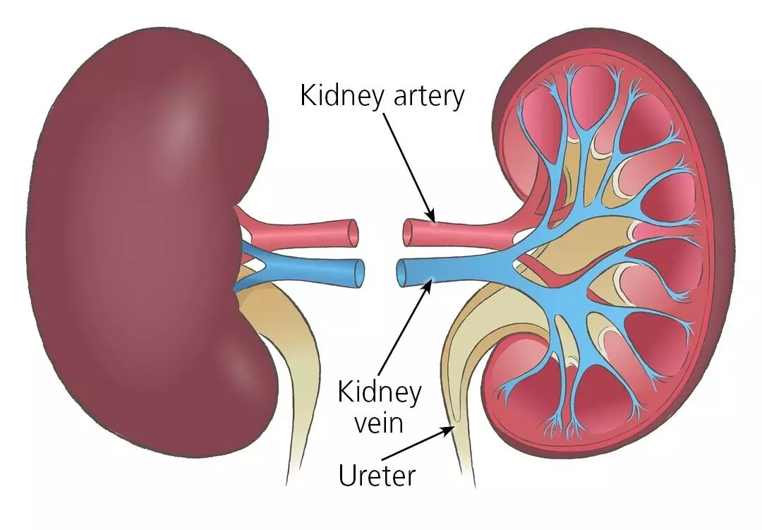 Healthy Kidneys: కిడ్నీలు ఆరోగ్యంగా ఉండాలంటే ఏమీ చేయాలి ? Healthy Kidneys: కిడ్నీలు ఆరోగ్యంగా ఉండాలంటే ఏమీ చేయాలి ?