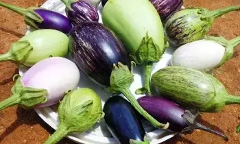 Avoid Eating Brinjal (Eggplant): గర్భిణీ స్త్రీలు వంకాయ ఎందుకు తినకూడదు?