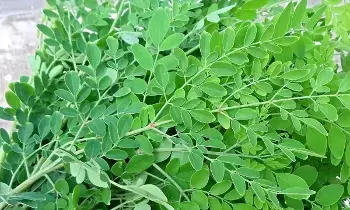Drumstick Leaves: మునగాకుతో ఆకుతో లాభాలు.. తెలిస్తే వదలరు