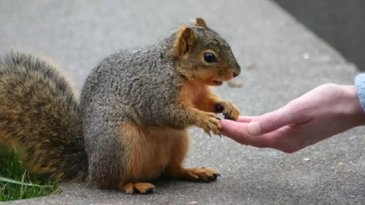 Feeding Animals: జంతువులకు ఆహారం ఇవ్వడం వల్ల కలిగే ప్రయోజనాలు ఏంటో తెలుసా..? Feeding Animals: జంతువులకు ఆహారం ఇవ్వడం వల్ల కలిగే ప్రయోజనాలు ఏంటో తెలుసా..?