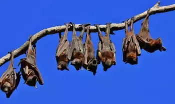 Strange Tradition in Bihar: బీహార్లో వింత ఆచారం: గబ్బిలాలను దేవతలుగా పూజిస్తున్న గ్రామస్థులు Strange Tradition in Bihar: బీహార్లో వింత ఆచారం: గబ్బిలాలను దేవతలుగా పూజిస్తున్న గ్రామస్థులు