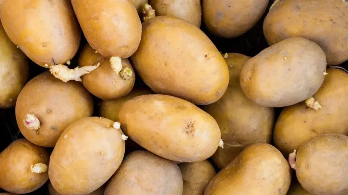 Potatoes: బంగాళాదుంపలు మొలకెత్తకుండా ఎలా నిల్వ చేయాలో తెలుసా..? Potatoes: బంగాళాదుంపలు మొలకెత్తకుండా ఎలా నిల్వ చేయాలో తెలుసా..?