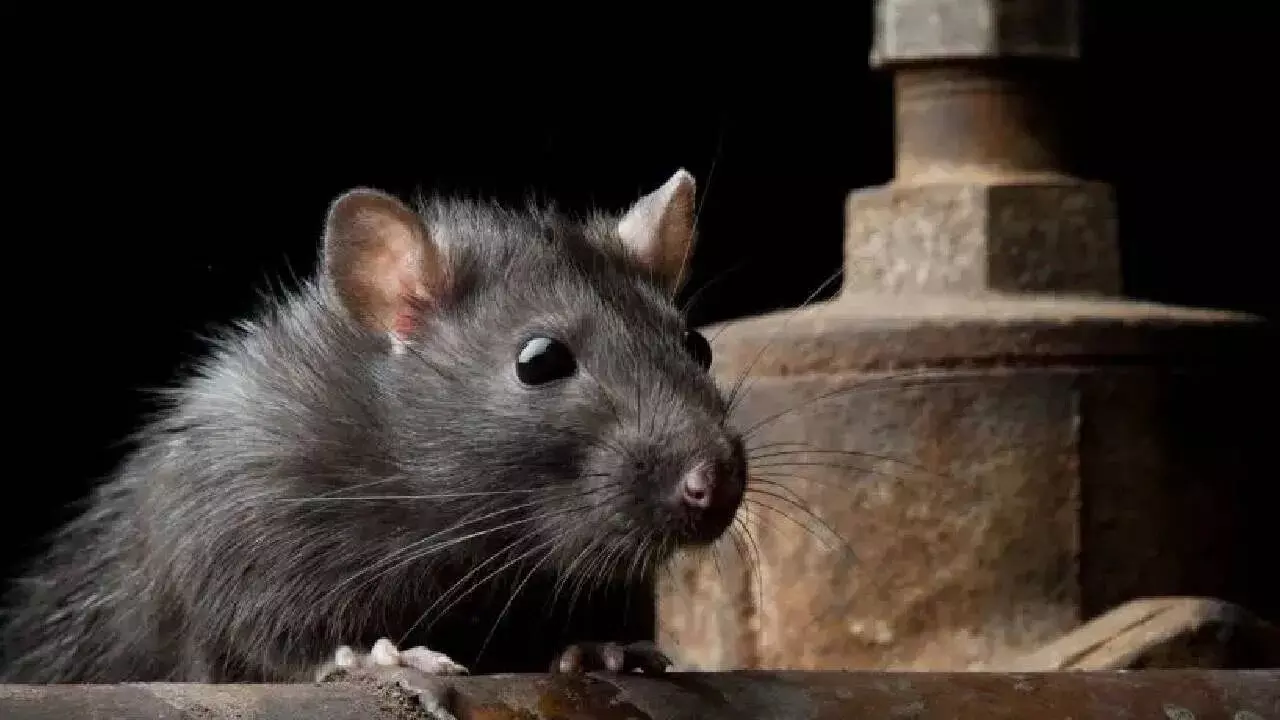 Seeing a Rat in a Dream: కలలో ఎలుకను చూడటం: శుభమా.. అశుభమా? Seeing a Rat in a Dream: కలలో ఎలుకను చూడటం: శుభమా.. అశుభమా?