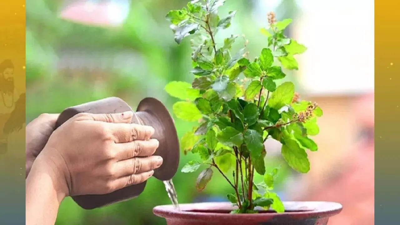 Tulsi Plant: ఆదివారం తులసి మొక్కకు నీరు ఎందుకు పోయకూడదు..? Tulsi Plant: ఆదివారం తులసి మొక్కకు నీరు ఎందుకు పోయకూడదు..?