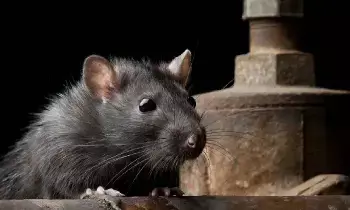 Seeing a Rat in a Dream: కలలో ఎలుకను చూడటం: శుభమా.. అశుభమా?