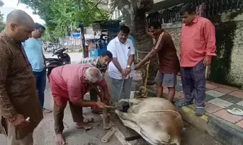 Tumor in Cow Leg : అనాధ గోవు కాలికి ఉన్న కణితి తొలగింపు Tumor in Cow Leg : అనాధ గోవు కాలికి ఉన్న కణితి తొలగింపు