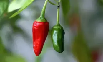 Green Chilies vs Red Chilies:  పచ్చి మిరపకాయ లేదా ఎర్ర మిరపకాయ? ఆరోగ్యానికి ఏది మంచిది?