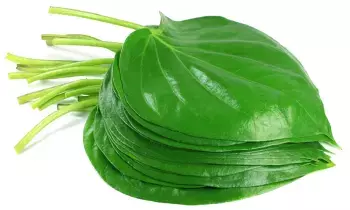 Betel Leaves: తమలపాకులతో ఆరోగ్య ప్రయోజనాలు ఎంటీ ?