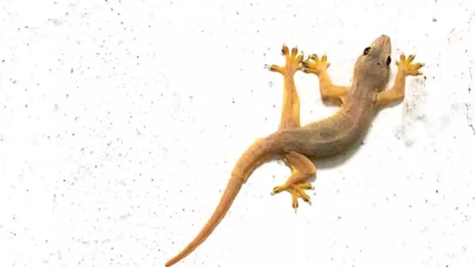 Lizard: ఇంట్లో బల్లి ఉంటే శుభమా.. ఆశుభమా? Lizard: ఇంట్లో బల్లి ఉంటే శుభమా.. ఆశుభమా?