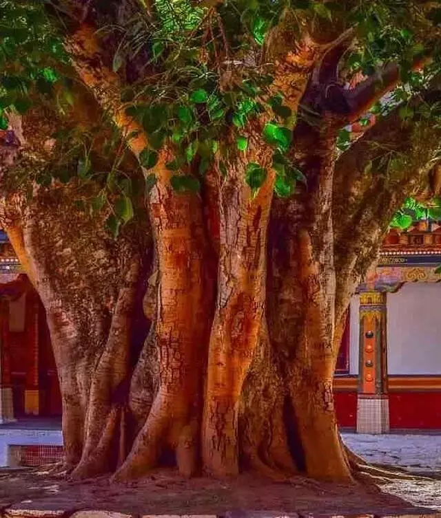 Neem and Peepal Trees : దేవాలయంలో రావిచెట్టు, వేపచెట్టు కలిసి ఎందుకు ఉంటాయి? Neem and Peepal Trees : దేవాలయంలో రావిచెట్టు, వేపచెట్టు కలిసి ఎందుకు ఉంటాయి?