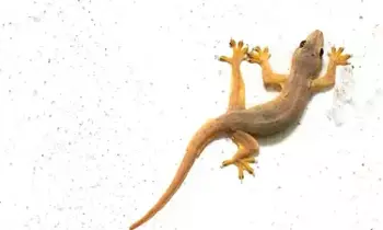 Lizard: ఇంట్లో బల్లి ఉంటే శుభమా.. ఆశుభమా? Lizard: ఇంట్లో బల్లి ఉంటే శుభమా.. ఆశుభమా?