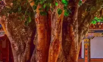 Neem and Peepal Trees : దేవాలయంలో  రావిచెట్టు, వేపచెట్టు కలిసి ఎందుకు ఉంటాయి?